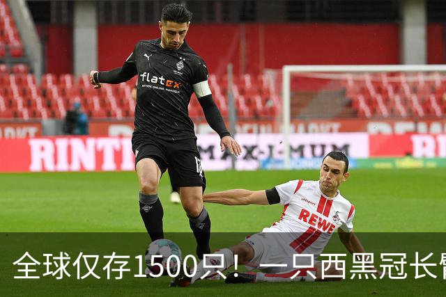 全球仅存1500只！一只西黑冠长臂猿现身哀牢山金山丫口，面对游客镜头毫不露怯成“网红”