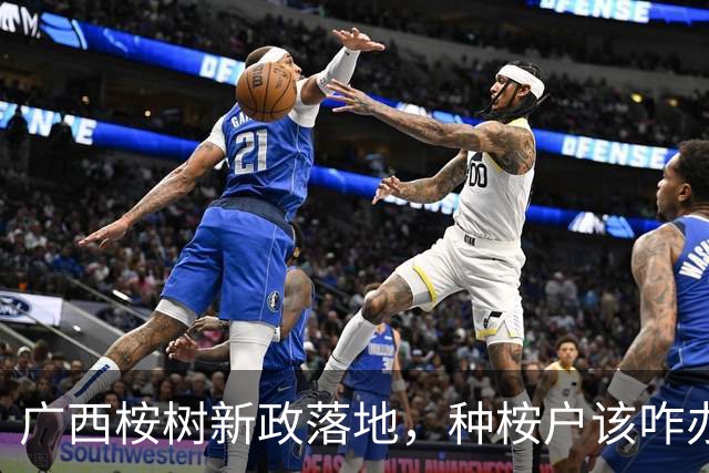 广西桉树新政落地，种桉户该咋办？